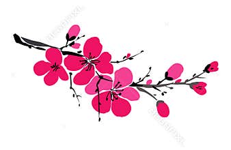 Sakura branch isolated on white background. Spring background. Japanese cherry blossom. Blooming flowers
