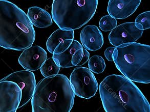 Human cells
