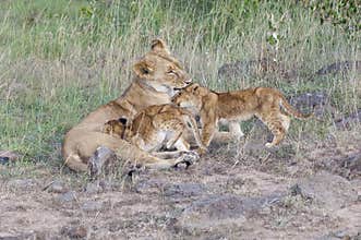 Lion cubs caregiving