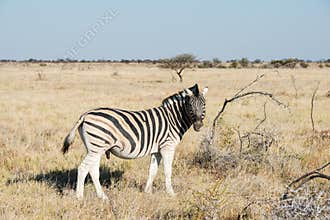 Cautious zebra is standing and looking into camera at savanna