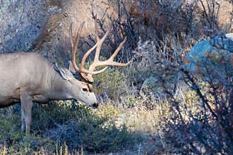 Mule Deer Buck