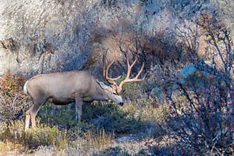 Mule Deer Buck