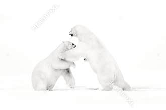 Art, black and white photo of two polar bears fighting on drift ice in Arctic Svalbard. Animal fight in white snow. White wildlife