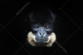 Yellow-cheeked Gibbon, Nomascus gabriellae, detail portrait of wild monkey. Art view of beautiful animal. Dark forest wildlife