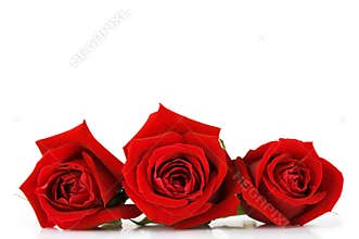 Valentines day rose