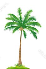 Palm tree