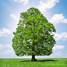 Family tree