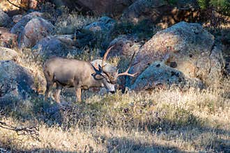 Mule Deer Buck