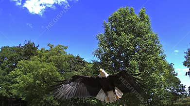 Bald Eagle, haliaeetus leucocephalus, Adult in Flight