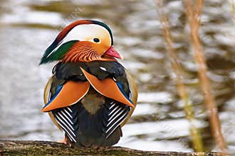 A colourful male mandarin duck. Aix galericulata