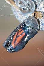 Monarch Chrysalis