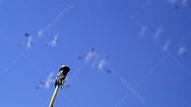 Common Dandelion, taraxacum officinale, seeds from `clocks` being blown and dispersed by wind against blue Sky