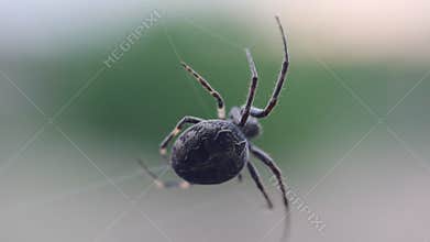 Spider building a web