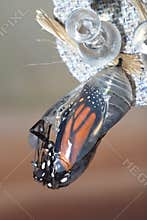 Monarch Chrysalis