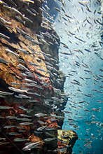 Fish school underwater