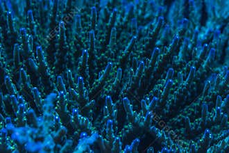 Deepwater Acropora coral colony in reef