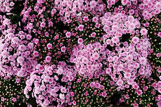 Pink chrysanthemum