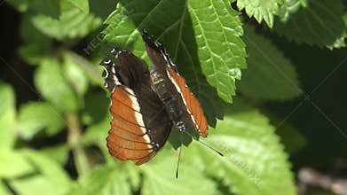 Exotic butterfly