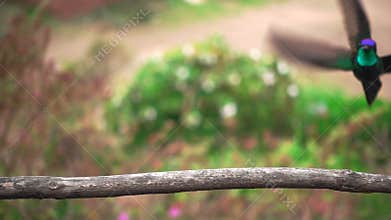 Green hummingbird tries to land over branch but refuses