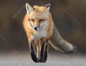 Red Fox