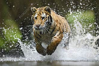 Siberian Tiger