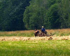 Amish boy Haying Field