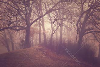 Foggy Trees