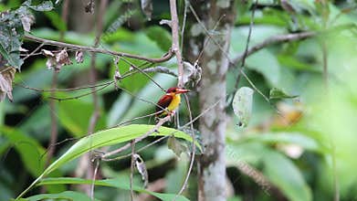 Rufous-backed Kingfisher in Sumatra, Indonesia