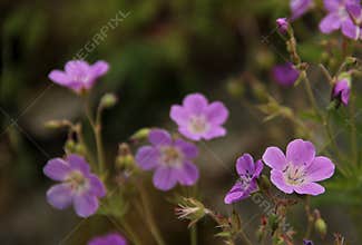 Geranium