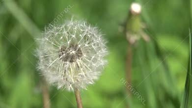 Dandelion Seed Head.