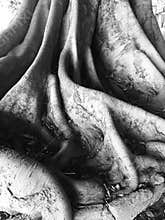 Ficus roots and trunk