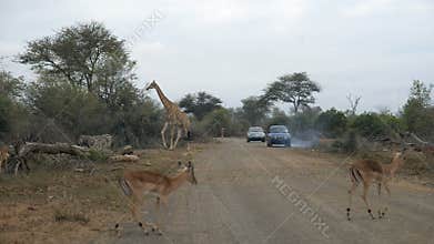 Giraffe crossing the road. Wildlife Safari in the Kruger National Park, major travel destination in South Africa