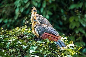 Hoatzin