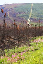Alaska - Trans-Alaska Pipeline Flowers and Fire Damage