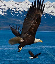 Two Eagles in flight