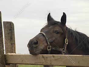 Sad Horse Portrait