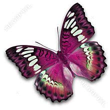 Pink butterfly flying