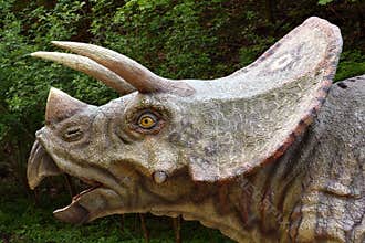 Triceratops Prorsus