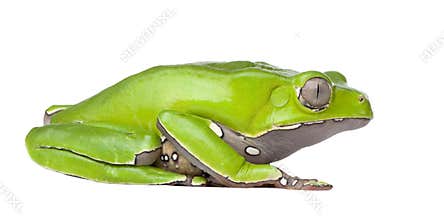 Giant leaf frog - Phyllomedusa bicolor