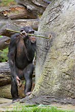 Chimpanzee 'fishing' for food