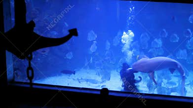 A man and a shark, a shark is friendly with a scuba diver