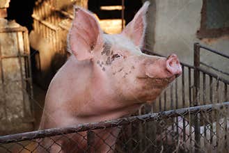 Pig in farm