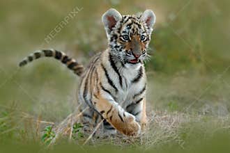 Cute tiger cub. Siberian tiger in grass. Amur tiger running in the meadow. Action wildlife summer scene with danger animal. Nature