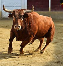 Bull