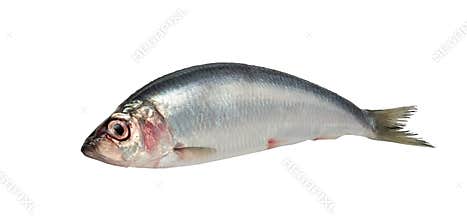 Herring