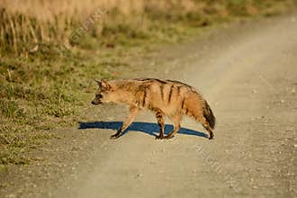 Aardwolf