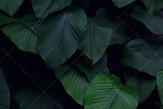Real tropical leaves background, jungle foliage