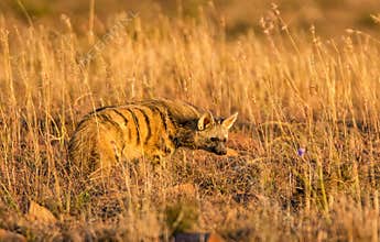 Aardwolf