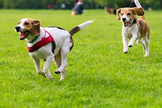 Dogs playing at park