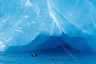 Black Guillemot, Cepphus grylle, bird in the blue water, dark blue ice in the background, animal in the Arctic nature habitat, Sva